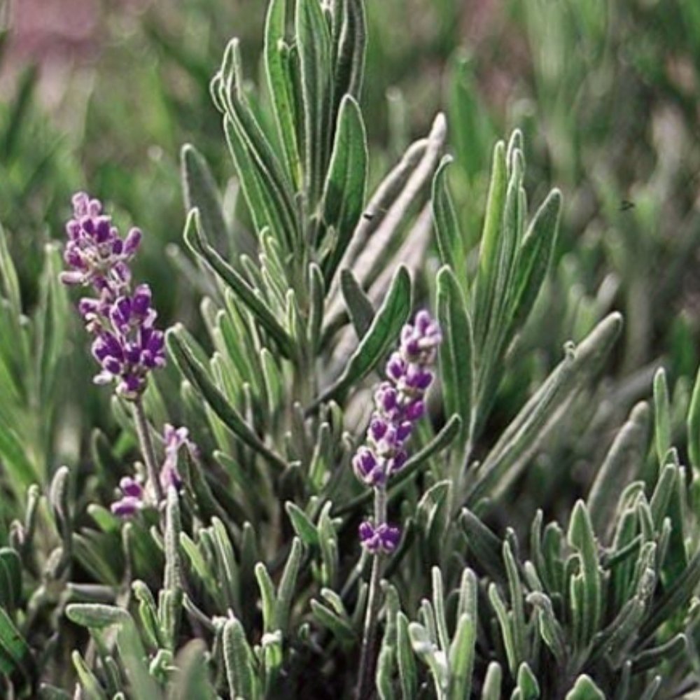 25 English Lavender starter plant cuttings for propagation